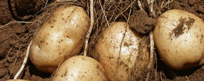 土豆几月份种植（土豆种植什么时候）