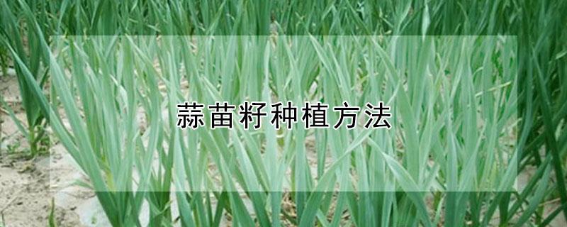 蒜苗籽种植方法（蒜苗籽种植方法及视频）