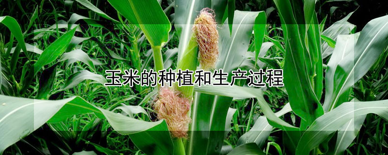 玉米的种植和生产过程 玉米的种植和生产过程图片