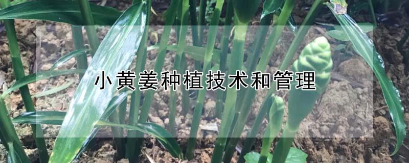 小黄姜种植技术和管理 小黄姜种植技术和管理要点