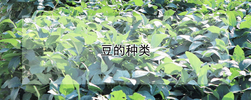 豆的种类 红小豆的种类