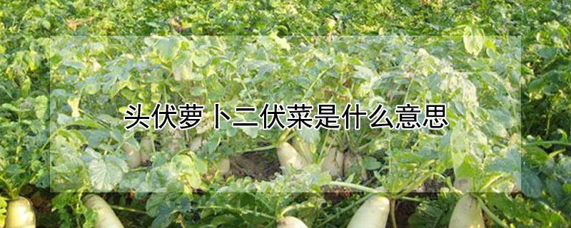 头伏萝卜二伏菜是什么意思 一伏萝卜二伏菜是什么意思