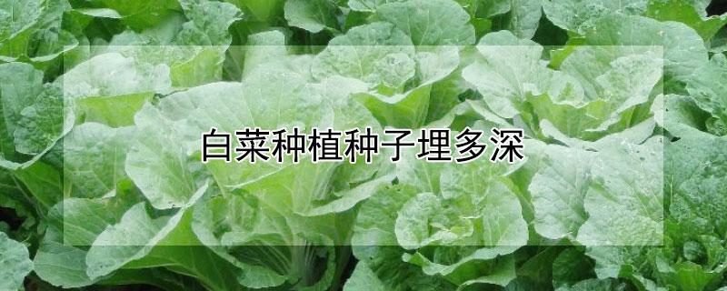 白菜种植种子埋多深（种大白菜种子埋多深）