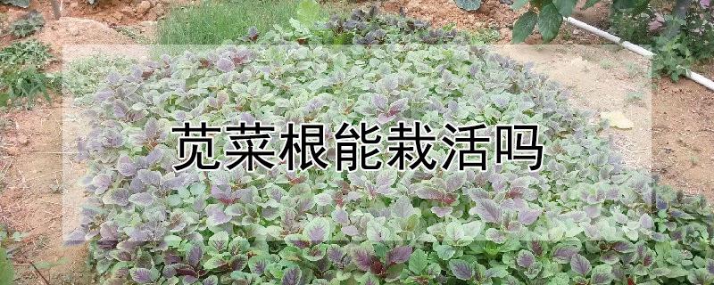 苋菜根能栽活吗（买的苋菜根可以种吗）