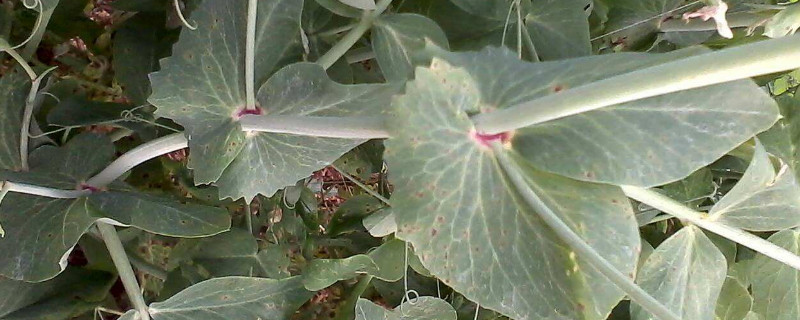 荷兰豆叶子皱卷曲怎么办（荷兰豆嫩叶干枯卷曲）