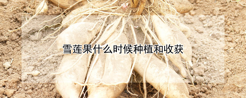 雪莲果什么时候种植和收获（雪莲果什么时候种植和收获呢）