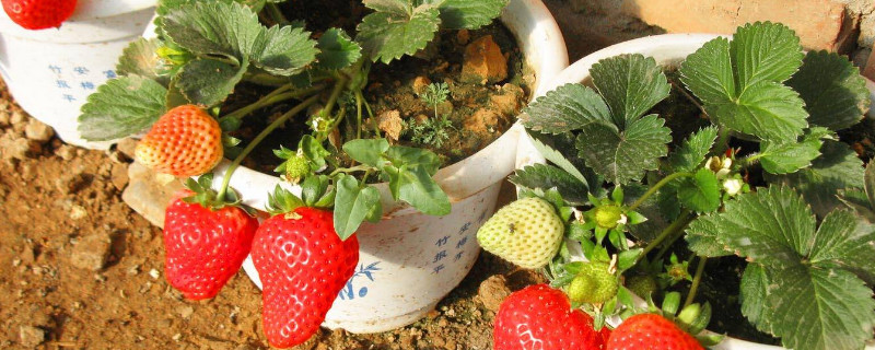 草莓苗移栽几天可以晒太阳（草莓苗种下多久可以晒太阳）