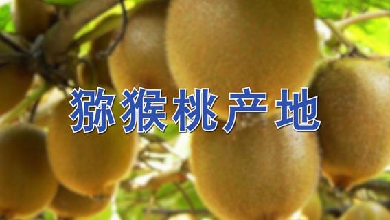 猕猴桃产地（猕猴桃产地哪里的最好吃）