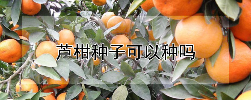 芦柑种子可以种吗 芦柑种子可以种吗图片