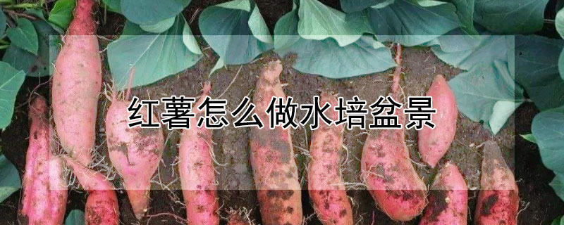 红薯怎么做水培盆景 红薯怎样水培盆景