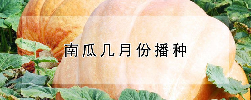 南瓜几月份播种 南瓜几月份播种几月份收