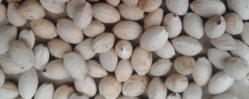 樱桃种子怎么繁殖树苗 樱桃种子怎么繁殖树苗视频