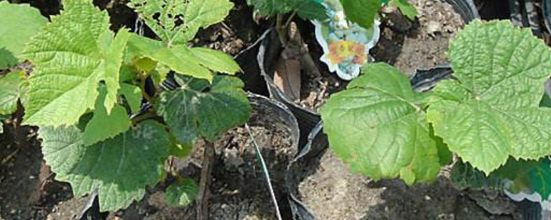 葡萄施肥的最佳时间（葡萄施肥的最佳时间是）