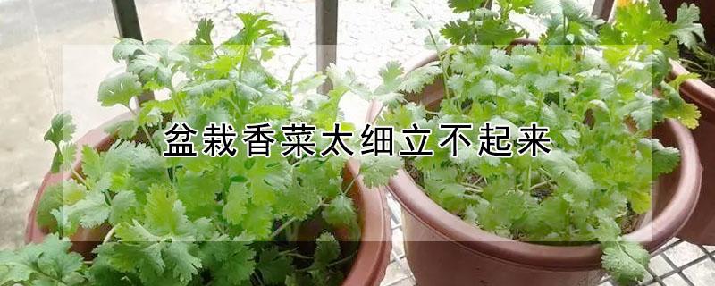 盆栽香菜太细立不起来（花盆里种的香菜特别细怎么会事）