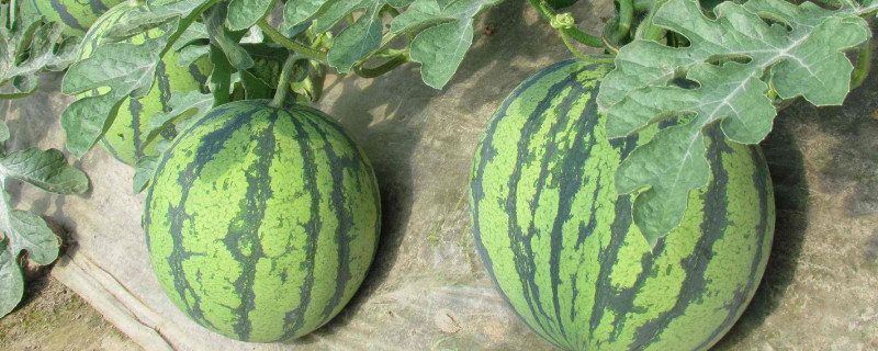 西瓜膨大期用什么肥料（西瓜膨大期用什么肥料好）