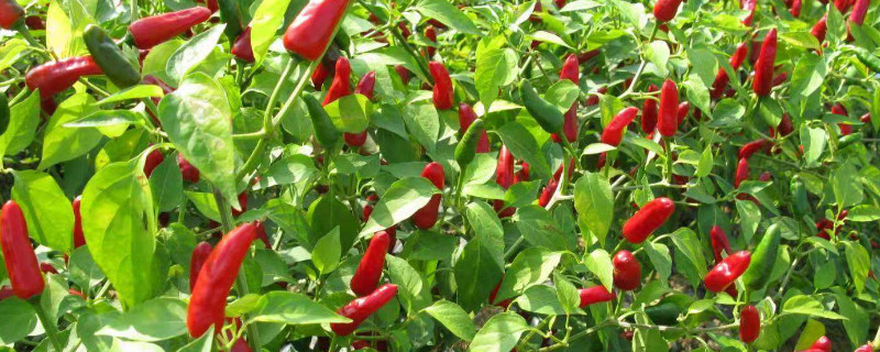 辣椒如何掐尖 辣椒如何掐尖打尖
