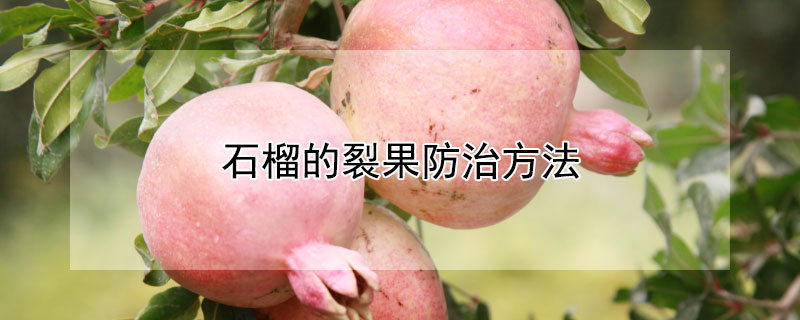 石榴的裂果防治方法 石榴果裂开坏怎么防治