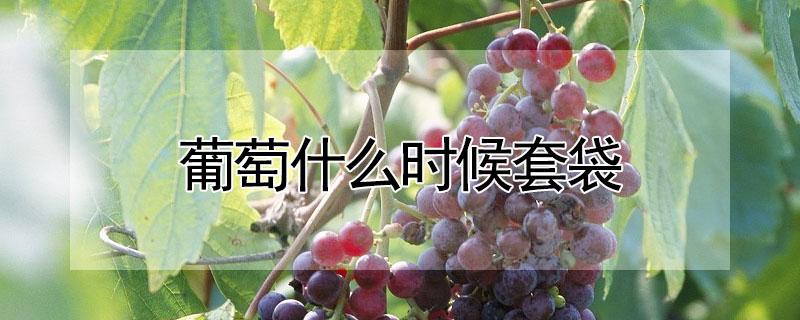 葡萄什么时候套袋 葡萄什么时候套袋防鸟最好