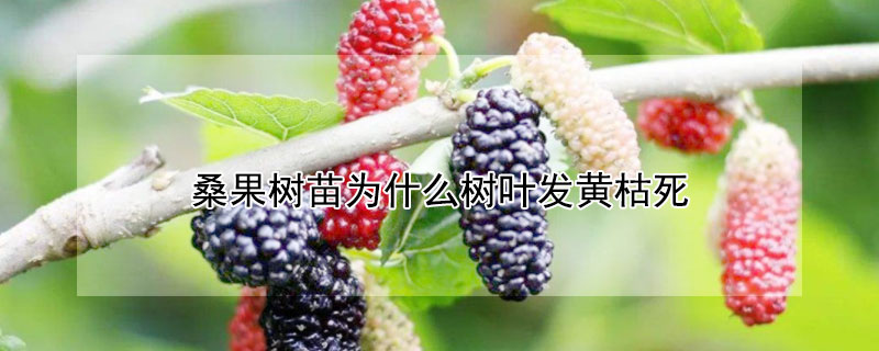 桑果树苗为什么树叶发黄枯死（桑葚树黄叶枯萎）