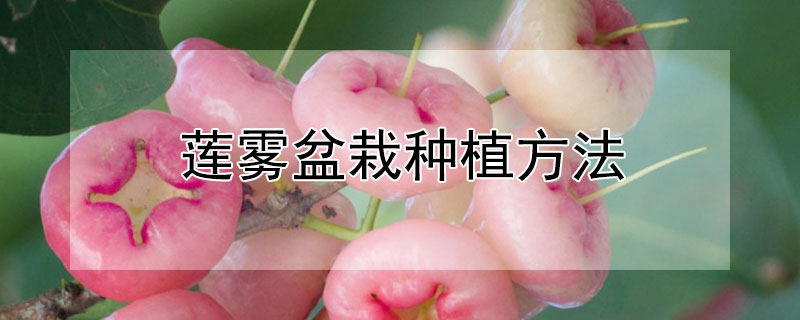 莲雾盆栽种植方法（莲雾怎样种植）