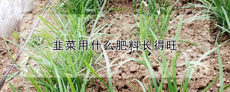 韭菜用什么肥料长得旺 韭菜用什么肥料长得又肥又壮