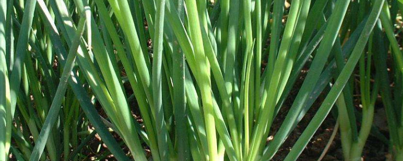 葱的种植方法（小香葱的种植方法）