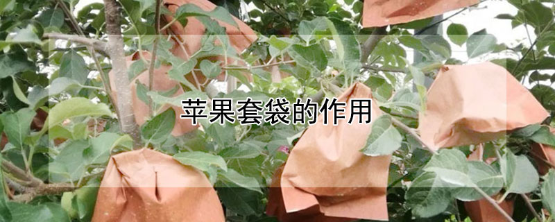 苹果套袋的作用（苹果套袋有什么用）