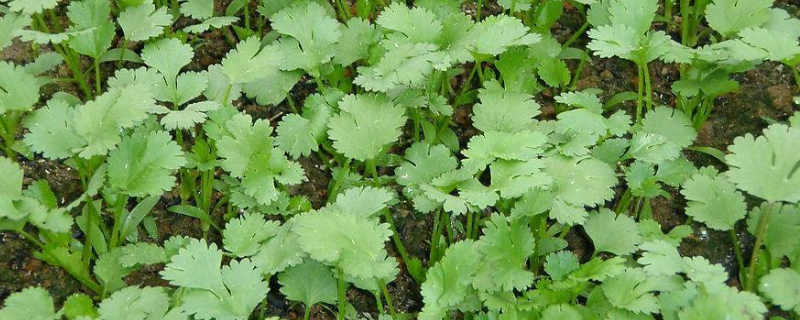 香菜徒长了怎么补救 香菜不长怎么办