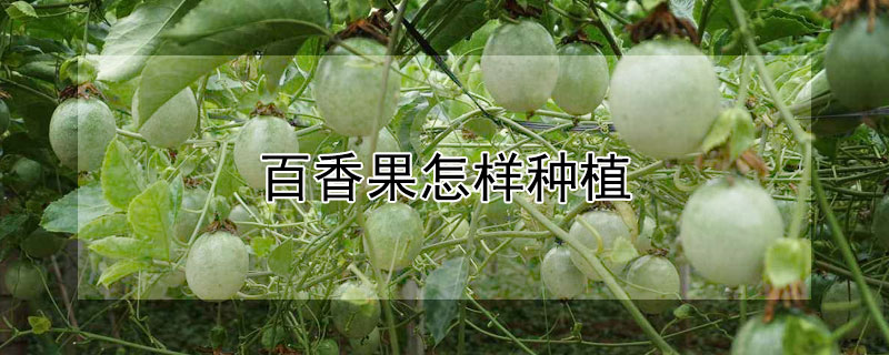 百香果怎样种植 百香果怎样种植,多长时间才能挂果