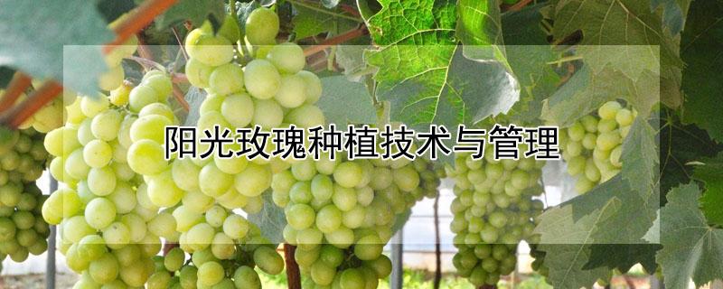 阳光玫瑰种植技术与管理（阳光玫瑰种植技术与管理方案）