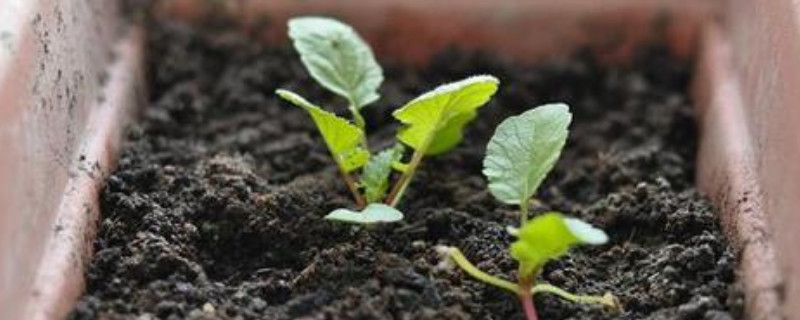 阳台种植蔬菜的技术和方法（阳台种植蔬菜的技术和方法视频）