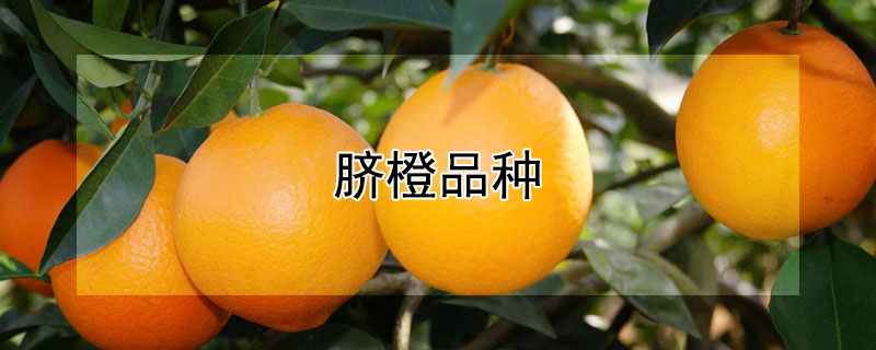 脐橙品种（脐橙品种排名）
