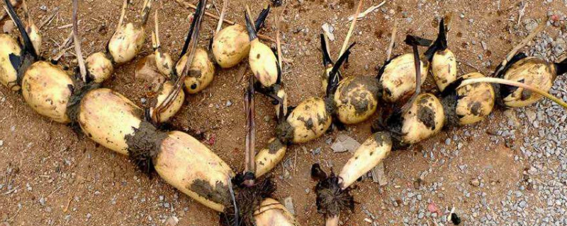 藕什么时候种植 藕什么时候种植最好