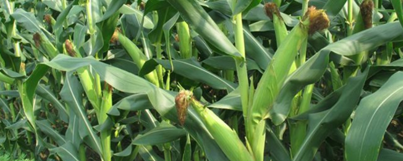 玉米长丫子是什么原因 玉米长丫子是什么原因?
