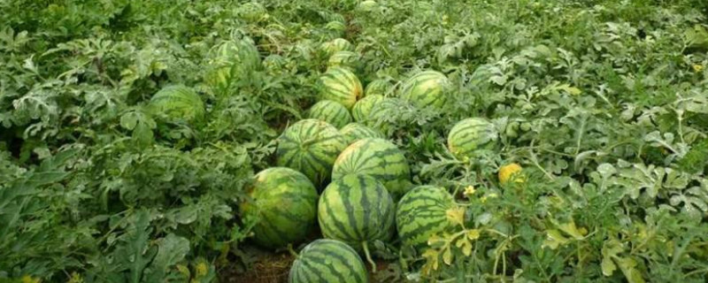 大棚西瓜温度怎样控制 大棚西瓜温度怎样控制的