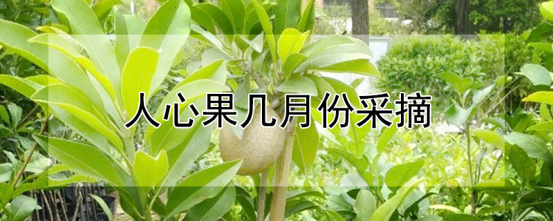 人心果几月份采摘（人心果几月份采摘最佳）