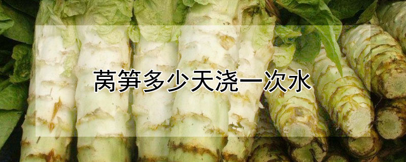 莴笋多少天浇一次水 莴笋多少天浇一次水好