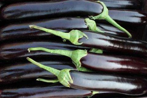 茄子的移栽方法和施肥方法