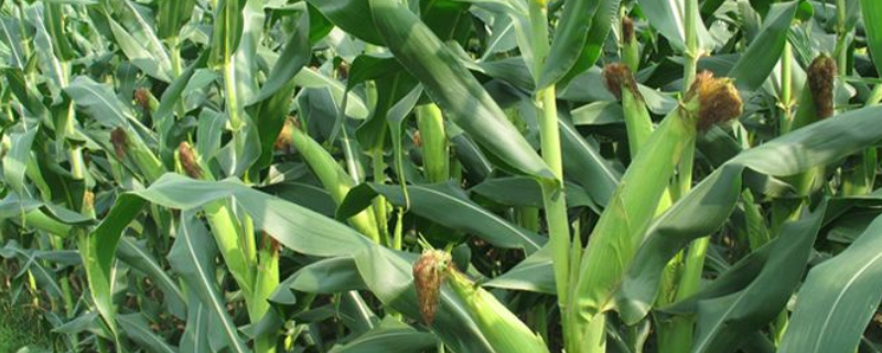 玉米苗生长缓慢什么原因 玉米出苗后生长缓慢