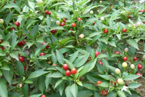 七彩椒怎么种植