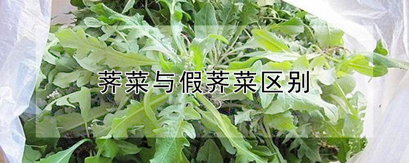 荠菜与假荠菜区别（荠菜假荠菜区别图片对比）