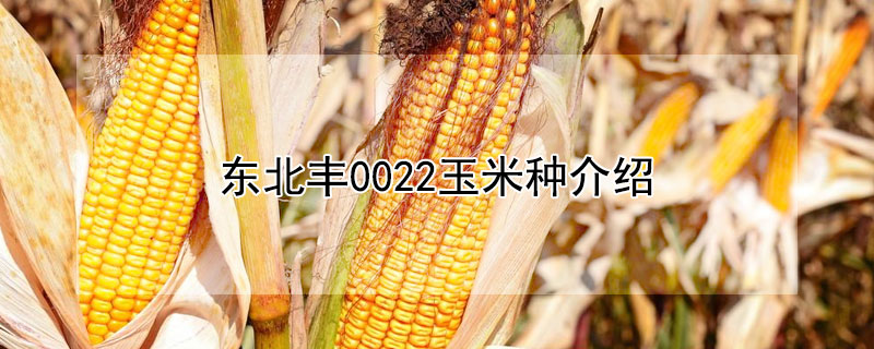 东北丰0022玉米种介绍 玉米种子东北丰001