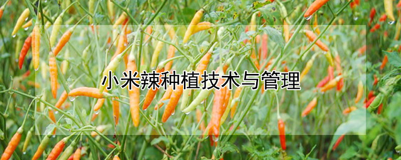 小米辣种植技术与管理 小米辣种植基地