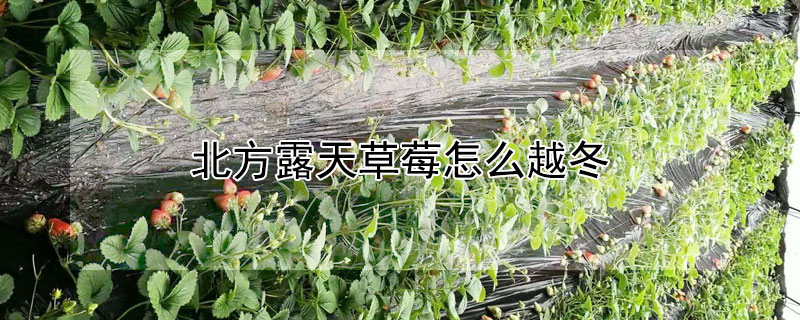 北方露天草莓怎么越冬 北方露天草莓怎么越冬了