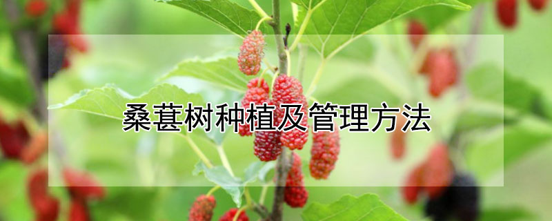 桑葚树种植及管理方法 桑葚树怎么栽植