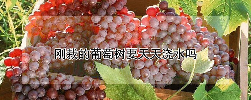 刚栽的葡萄树要天天浇水吗（刚栽的葡萄树要天天浇水吗怎么浇）