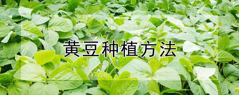 黄豆种植方法（黄豆种植方法视频教程）