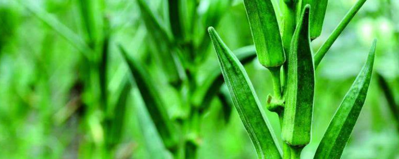 秋蔡什么时候种植（秋蔡什么时候种植最好）