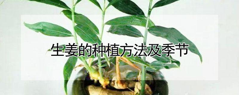 生姜的种植方法及季节（生姜什么季节种植,怎么种）
