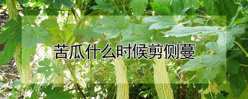 苦瓜什么时候剪侧蔓 苦瓜什么时候剪侧蔓好